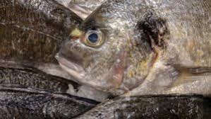 poissonnerie