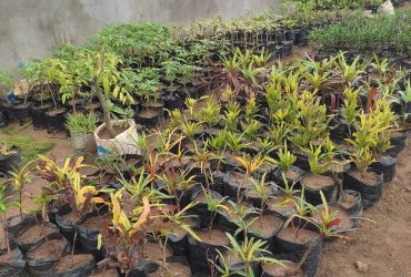 Jardinier Paysagiste Fleuriste à Faya