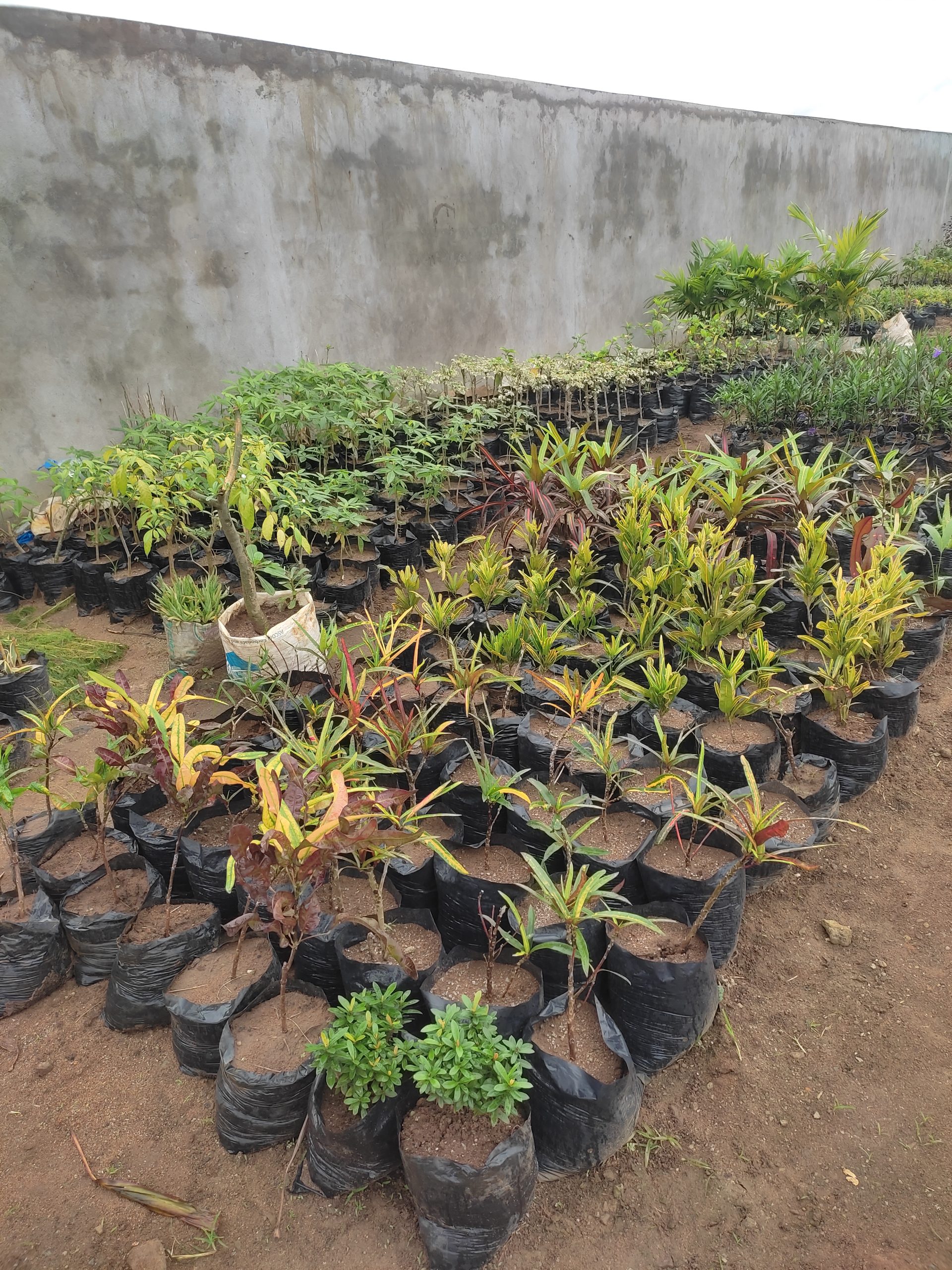 Jardinier Paysagiste Fleuriste à Faya