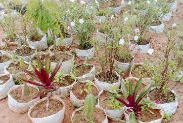 Ivoire jardinier paysagiste