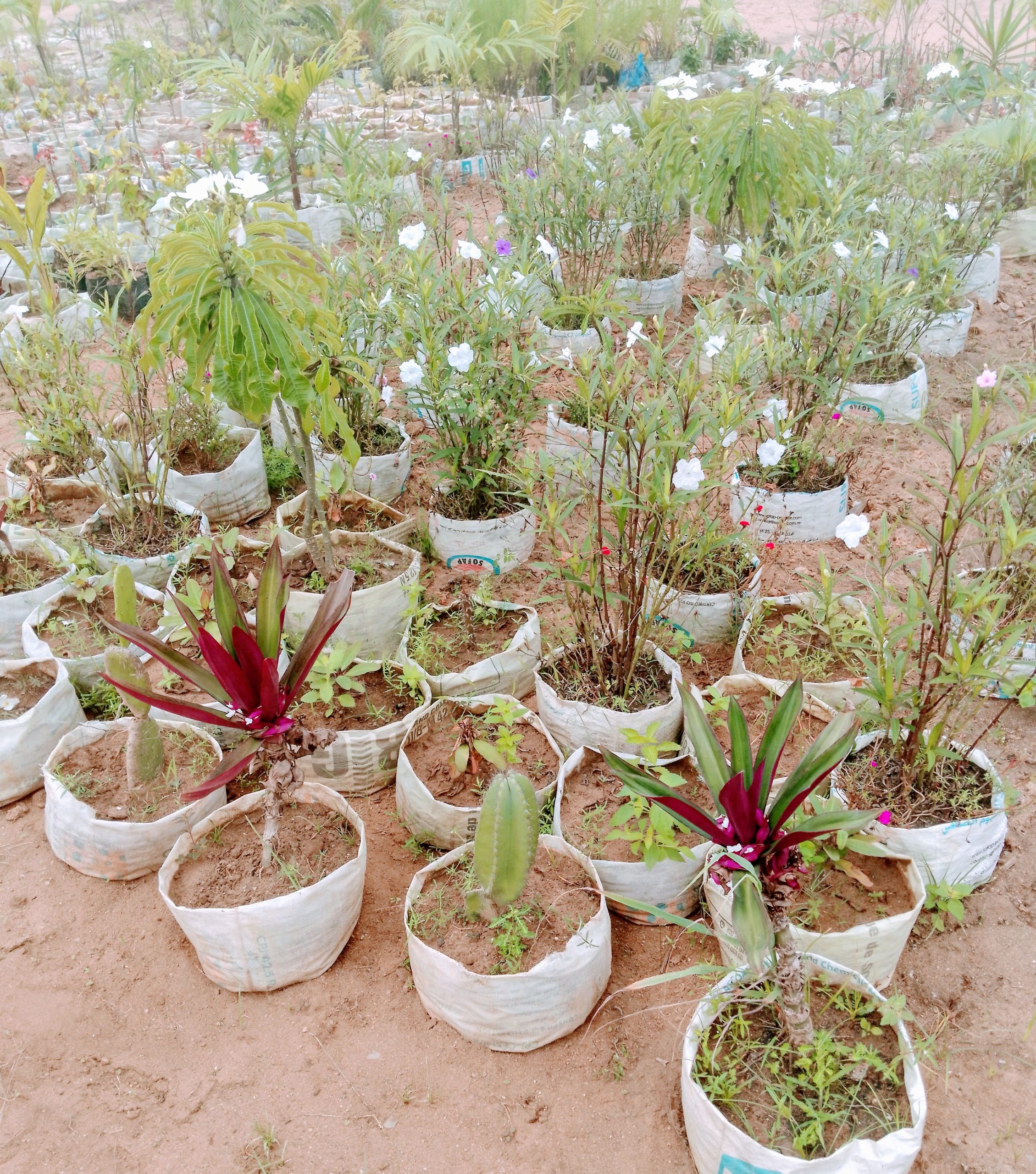 Ivoire jardinier paysagiste