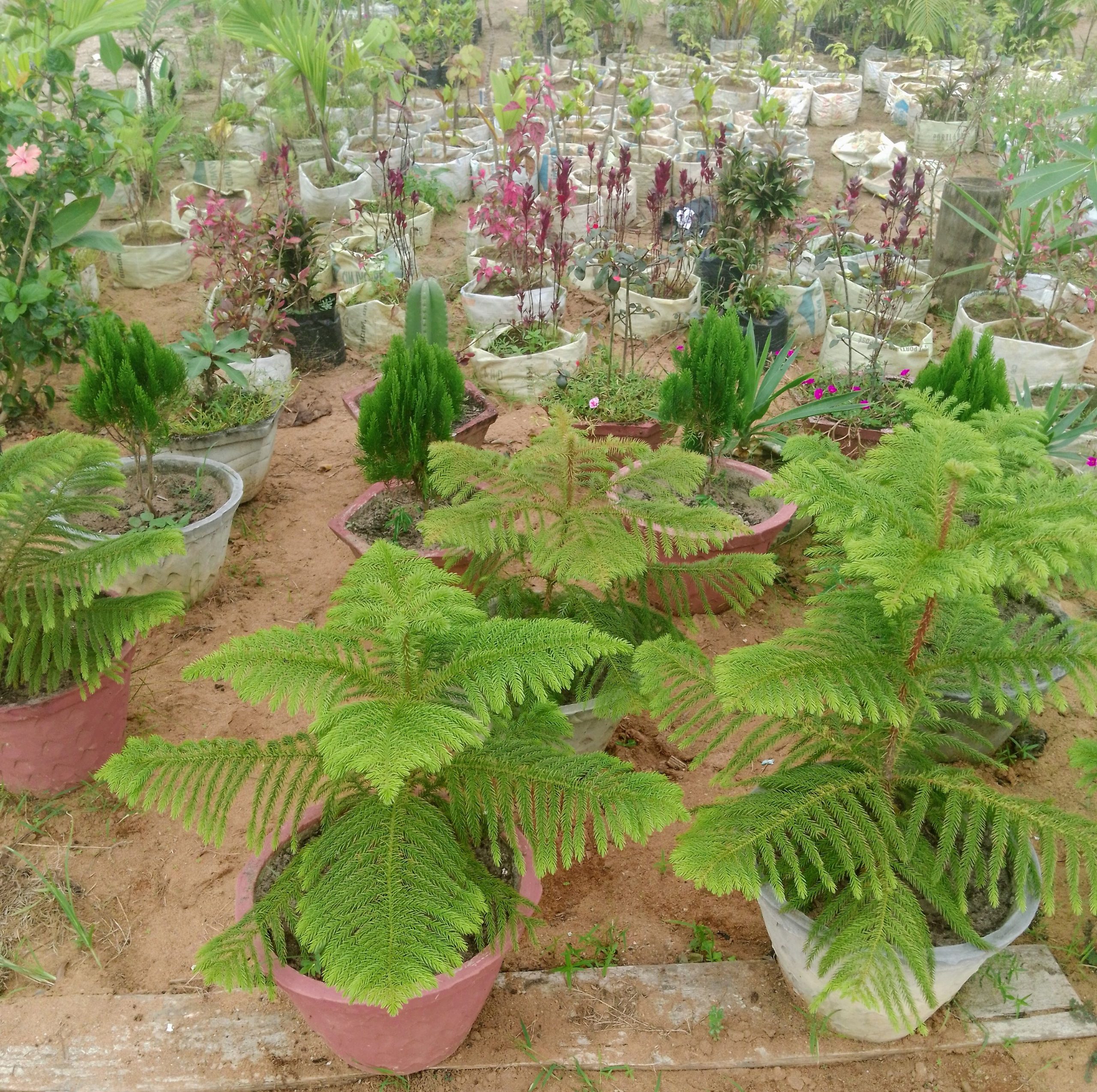 Jardinier fleuriste