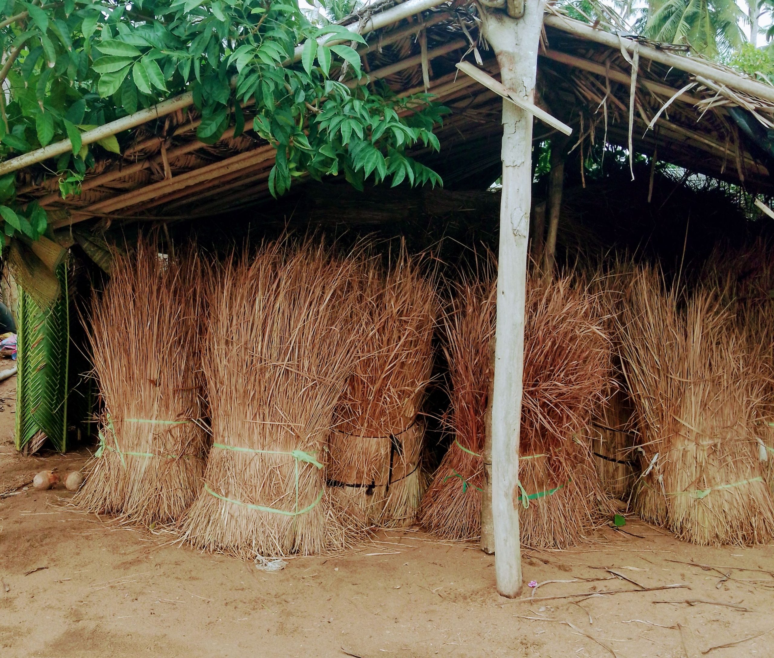 Bamba paille