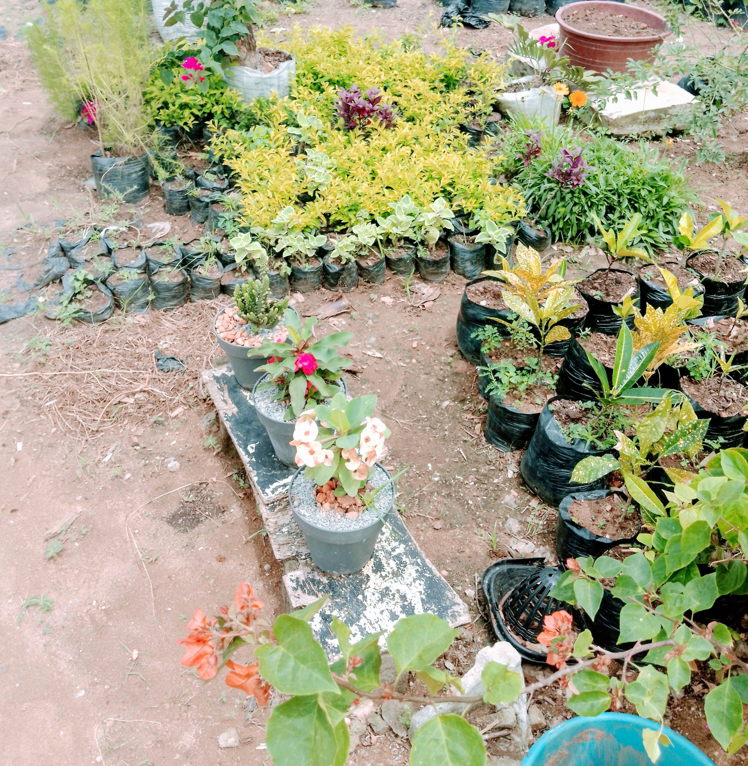 Jardinier du rosier