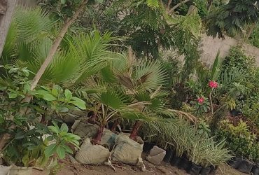 Jardinier Paysagiste Fleuriste