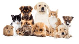 Canilande – Spécialiste des canins félins à la 3