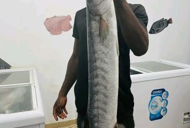 La poissonnerie Galilée