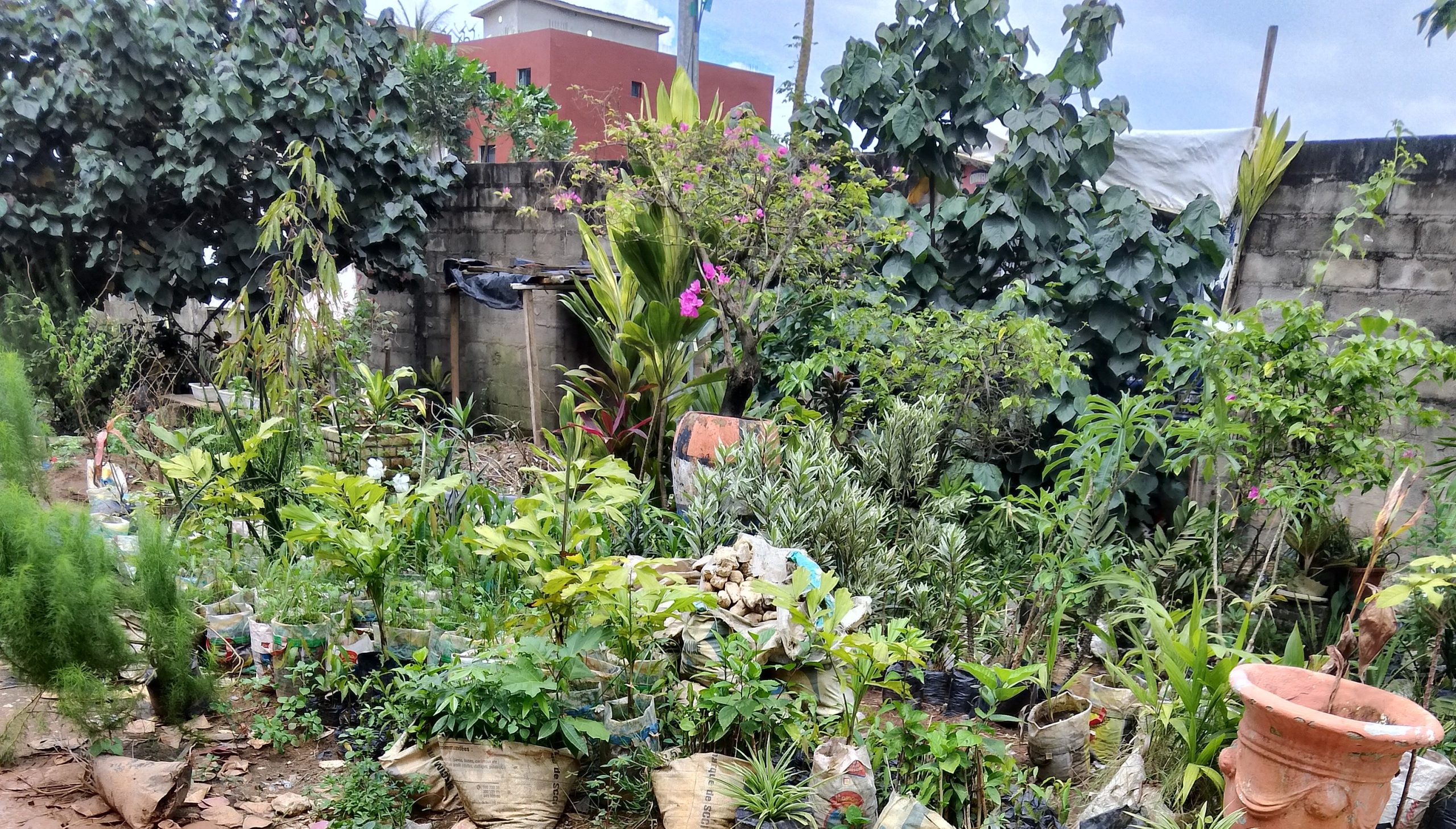 Issouph & DAO Jardiniers