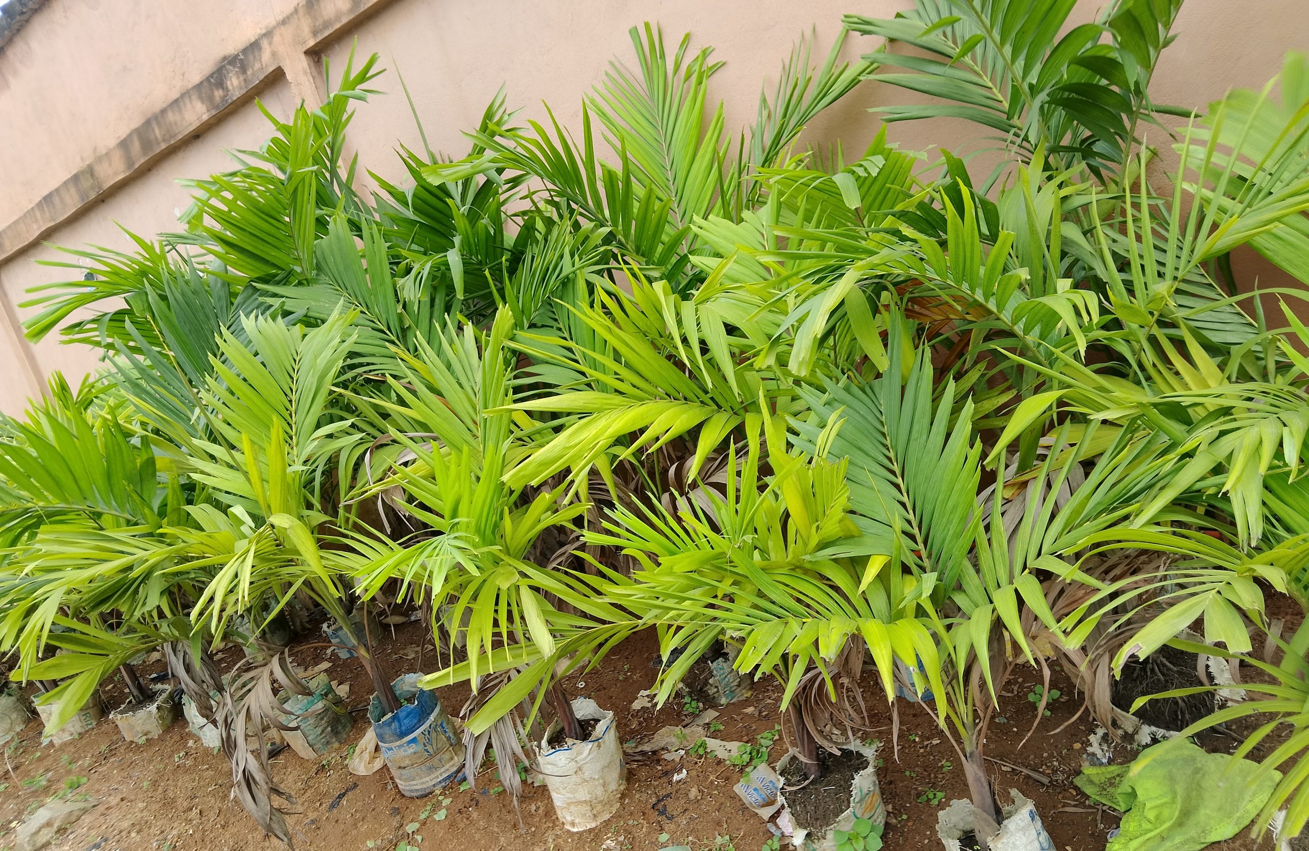 SALif Jardinier fleuriste Professionnel