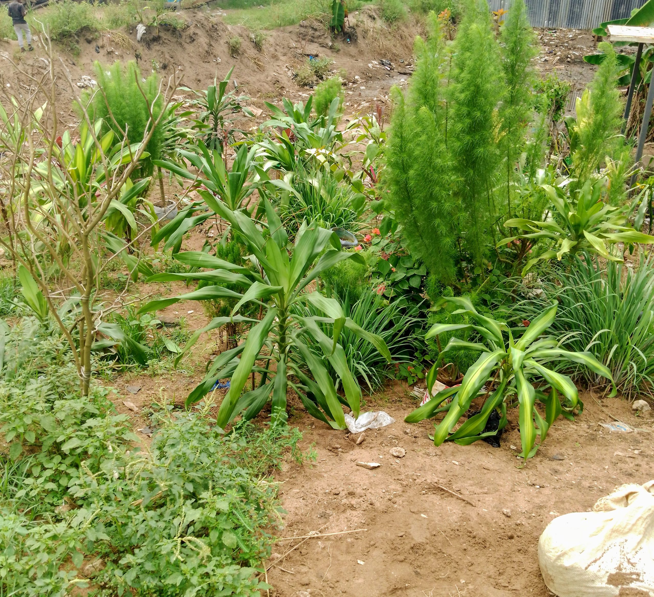 Ahouré et fils fleur