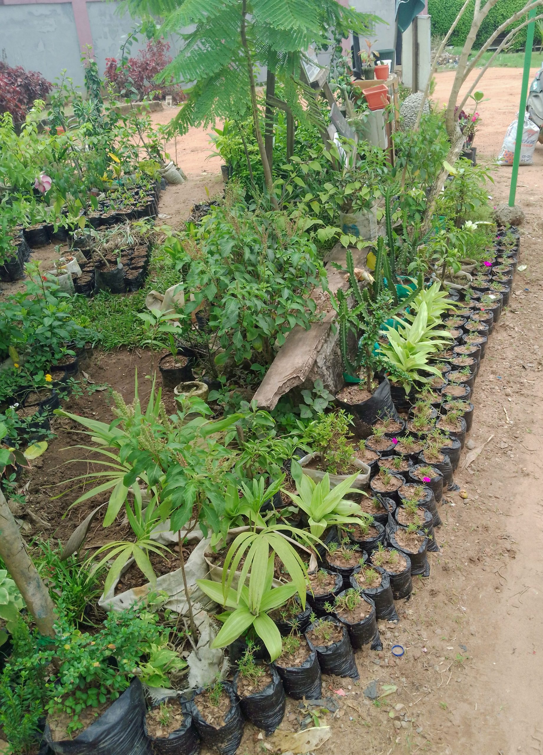 Ahouré fleur